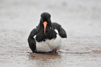 Texel NL 6-15-12 0602.JPG