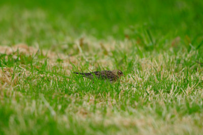 Texel NL 6-15-12 0685.JPG