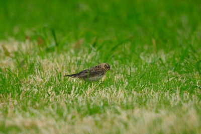 Texel NL 6-15-12 0691.JPG