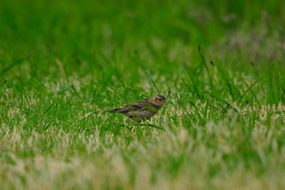 Texel NL 6-15-12 0694.JPG