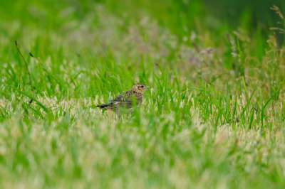 Texel NL 6-15-12 0699.JPG