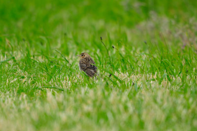 Texel NL 6-15-12 0708.JPG