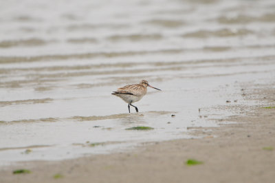 Texel NL 6-15-12 0723.JPG