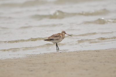 Texel NL 6-15-12 0730.JPG