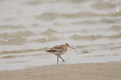 Texel NL 6-15-12 0735.JPG