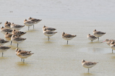 Texel NL 6-15-12 1033.JPG