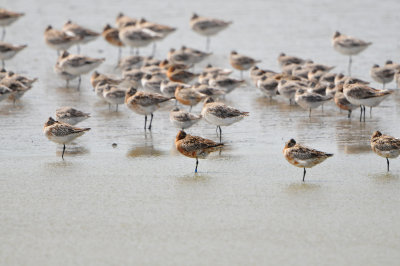 Texel NL 6-15-12 1057.JPG