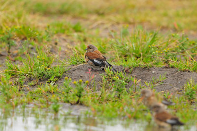 Texel NL 6-15-12 0836.JPG