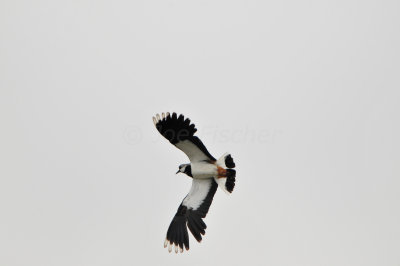 Texel NL 6-15-12 0891.JPG