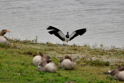 Texel NL 6-15-12 0906.JPG