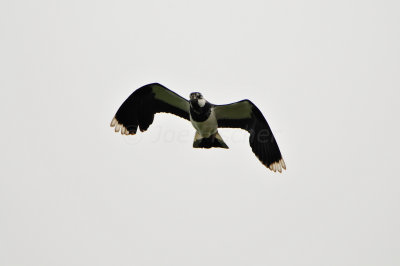 Texel NL 6-15-12 0935.JPG