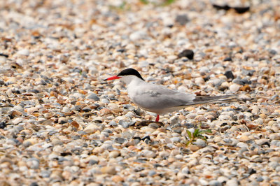 Texel NL 6-15-12 0983.JPG