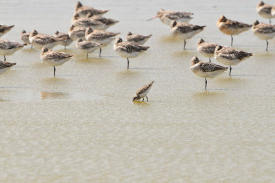 Texel NL 6-15-12 1034.JPG