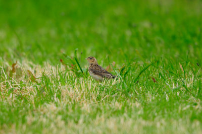Texel NL 6-15-12 0714.JPG