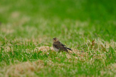 Texel NL 6-15-12 0721.JPG