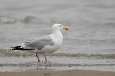 Texel NL 6-15-12 0749.JPG