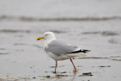 Texel NL 6-15-12 0762.JPG