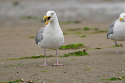 Texel NL 6-15-12 0781.JPG