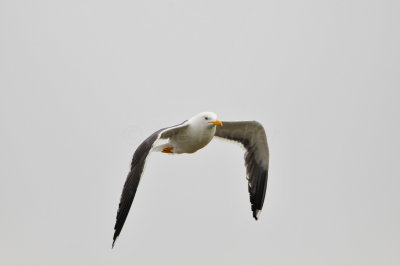 Texel NL 6-15-12 0913.JPG