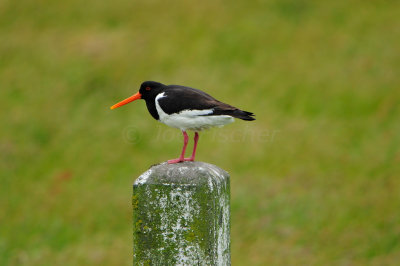 Texel NL 6-15-12 0825.JPG