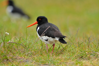 Texel NL 6-15-12 0828.JPG