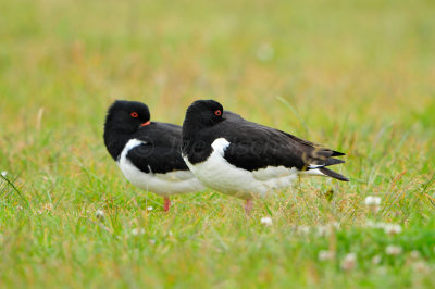 Texel NL 6-15-12 0888.JPG