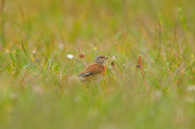 Texel NL 6-15-12 0861.JPG