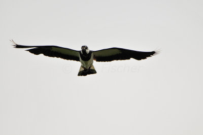 Texel NL 6-15-12 0937.JPG