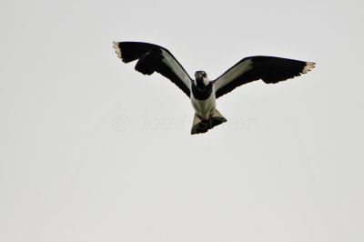 Texel NL 6-15-12 0938.JPG