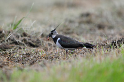 Waterland NL 6-15-12 1410.JPG