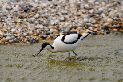 Texel NL 6-15-12 0950.JPG