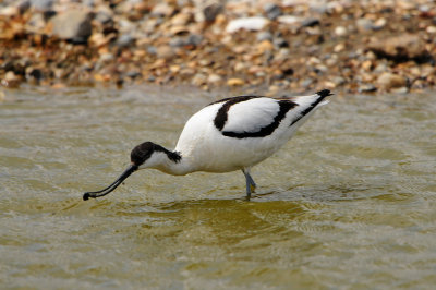 Texel NL 6-15-12 0954.JPG