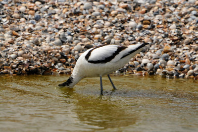 Texel NL 6-15-12 0961.JPG