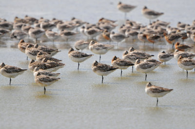 Texel NL 6-15-12 1060.JPG