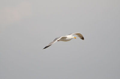 Texel NL 6-15-12 1078.JPG
