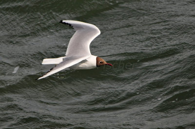 Texel NL 6-15-12 1183.JPG