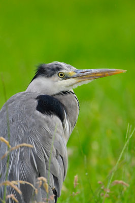 Waterland NL 6-16-12 1422.JPG