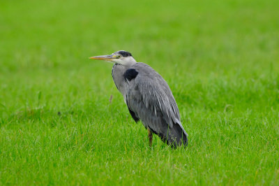 Waterland NL 6-16-12 1425.JPG