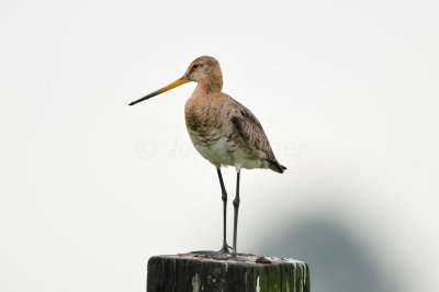 Waterland NL 6-16-12 1504.JPG