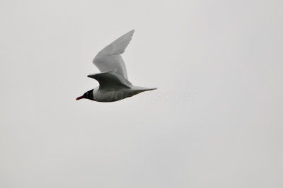 Waterland NL 6-16-12 1468.JPG