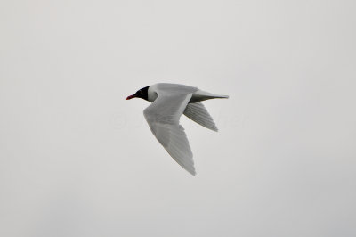 Waterland NL 6-16-12 1469.JPG