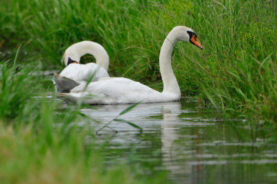Waterland NL 6-16-12 1632.JPG