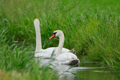 Waterland NL 6-16-12 1637.JPG