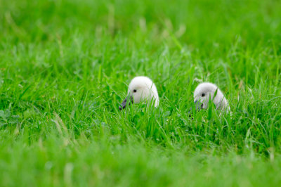 Waterland NL 6-16-12 1652.JPG