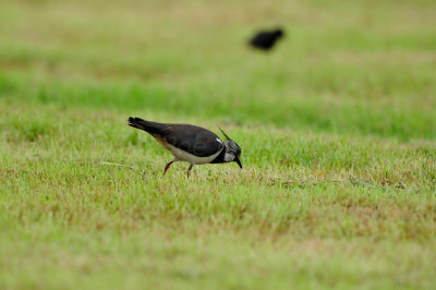 Waterland NL 6-16-12 1582.JPG