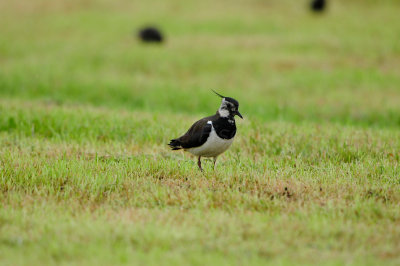 Waterland NL 6-16-12 1587.JPG