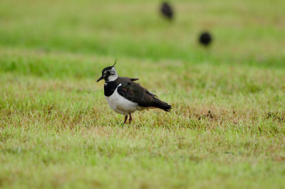 Waterland NL 6-16-12 1591.JPG
