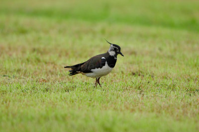 Waterland NL 6-16-12 1594.JPG