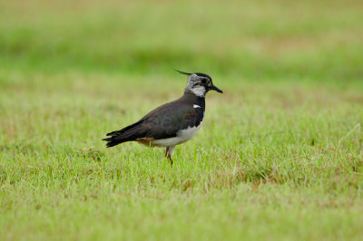 Waterland NL 6-16-12 1598.JPG