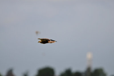 Waterland NL 6-16-12 1711.JPG